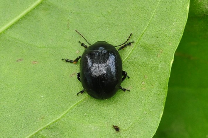 Chrysolina oricalcia?